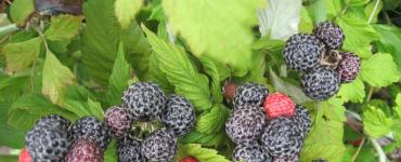Чёрная малина Кумберленд: как вырастить необычную ягоду Кумберленд уход